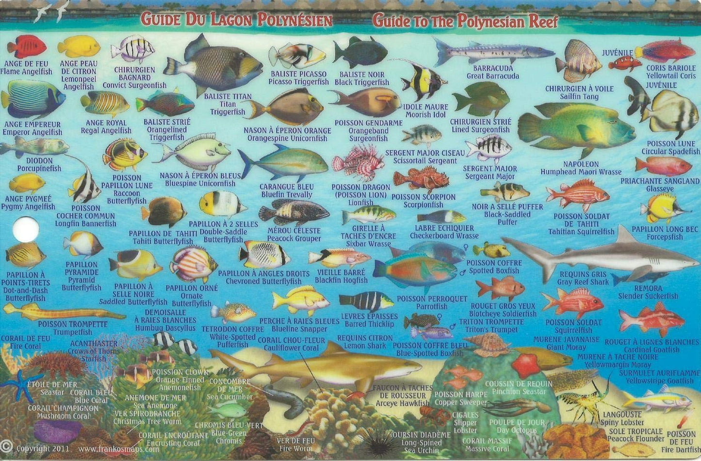 Bora Bora Map & Guide to the Polynesian Reef Waterproof Fish Card