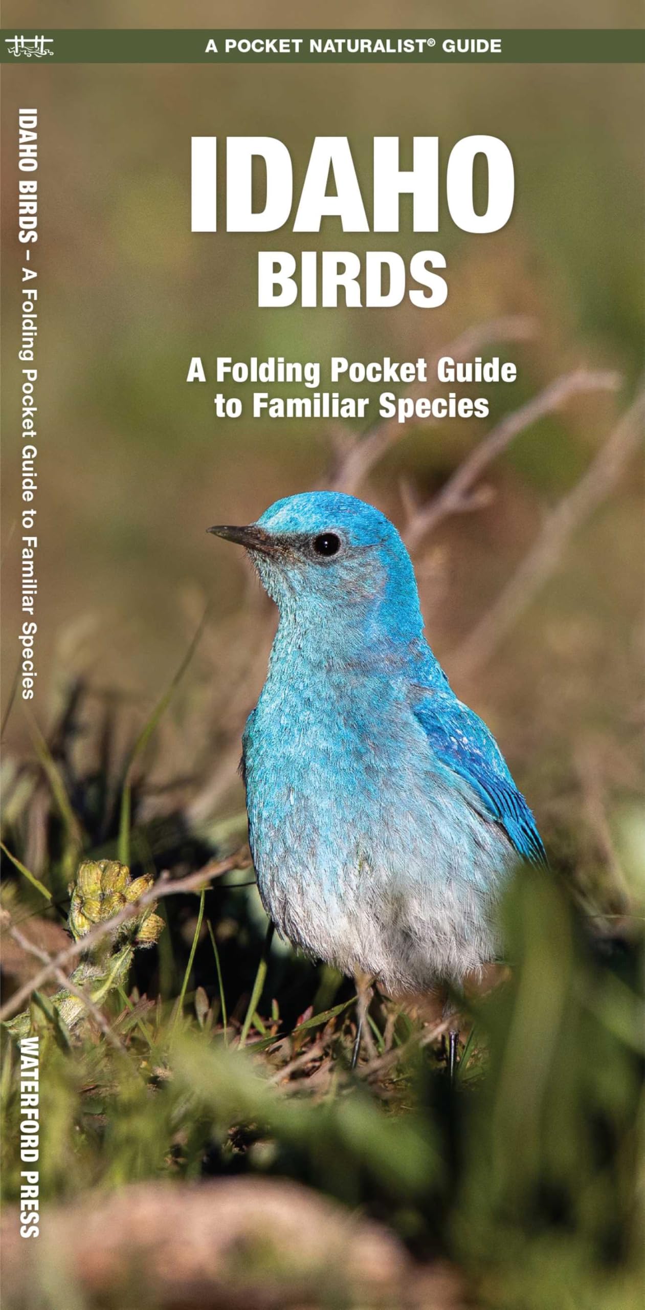 Idaho Birds: A Folding Pocket Guide to Familiar Species (Nature Observation North America)