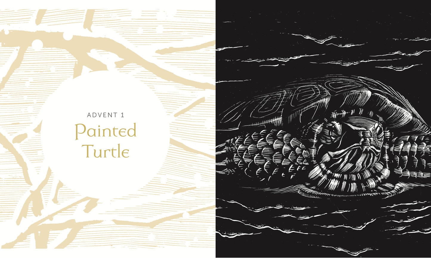 All Creation Waits - Gift Edition: The Advent Mystery of New Beginnings (An illustrated Advent devotional with 25 woodcut animal portraits)