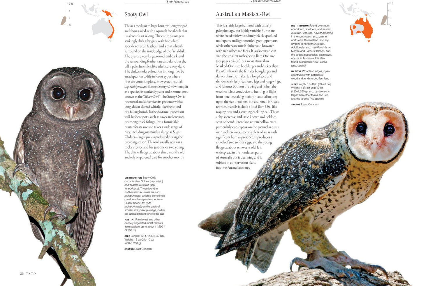 Owls: A Guide to Every Species in the World