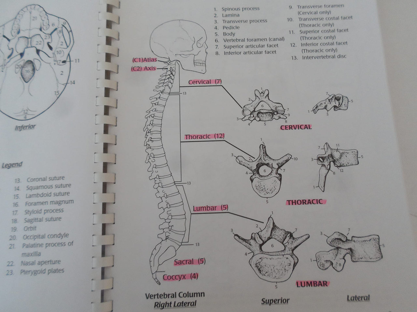Illustrated Essentials of Musculoskeletal Anatomy by Kay W S