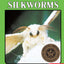 Silkworms (Lerner Natural Science)