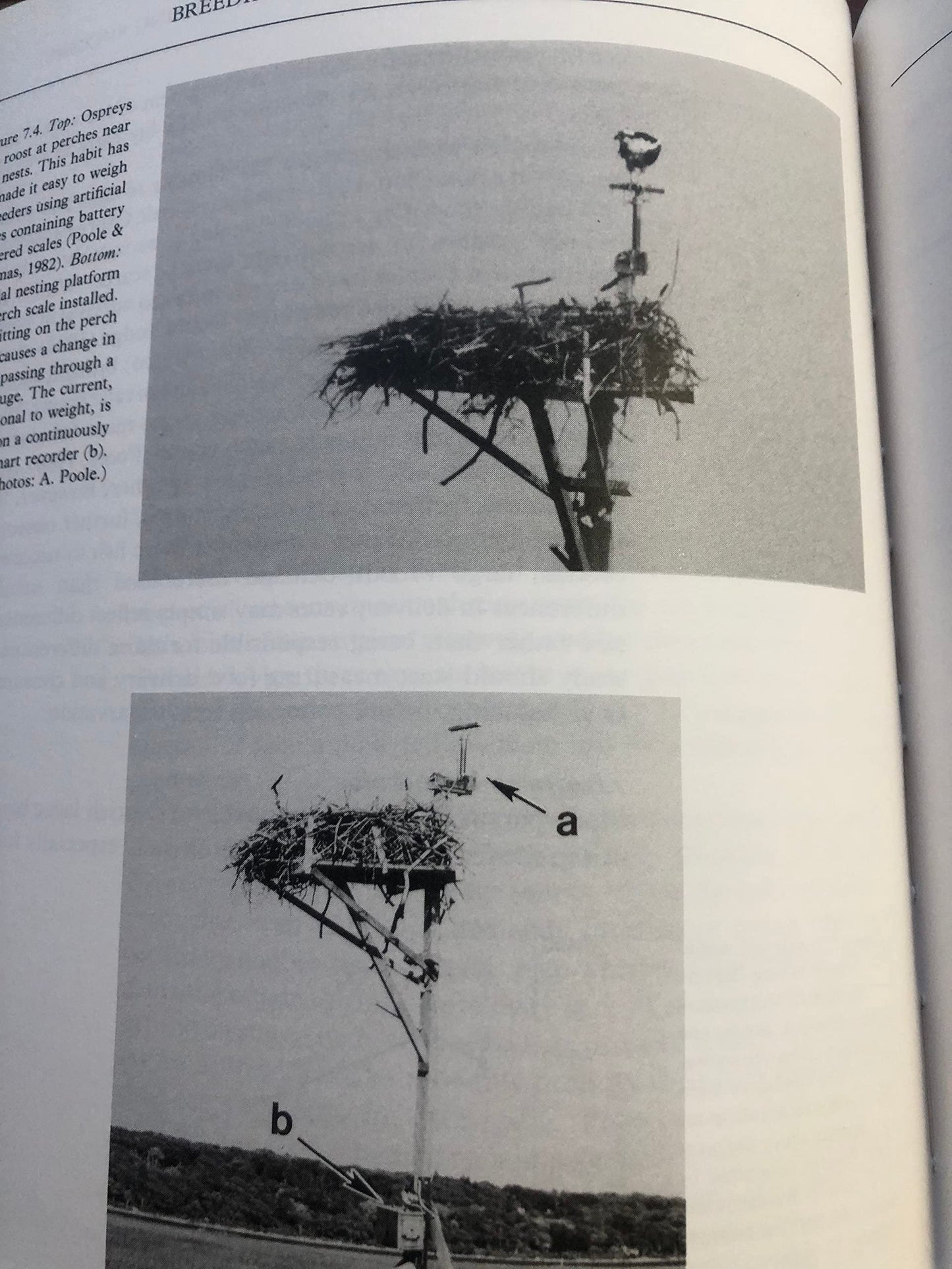 Ospreys: A Natural and Unnatural History