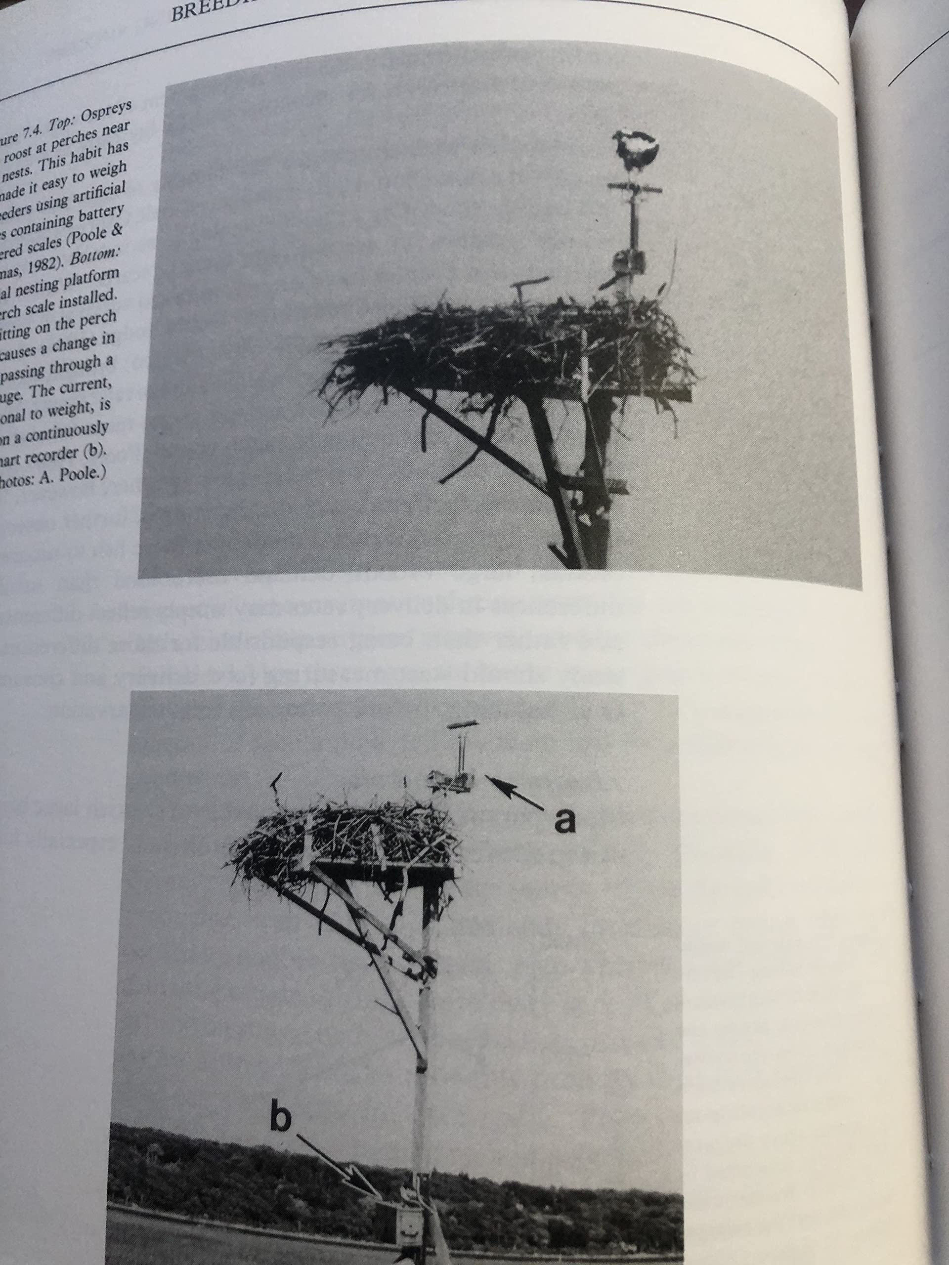 Ospreys: A Natural and Unnatural History
