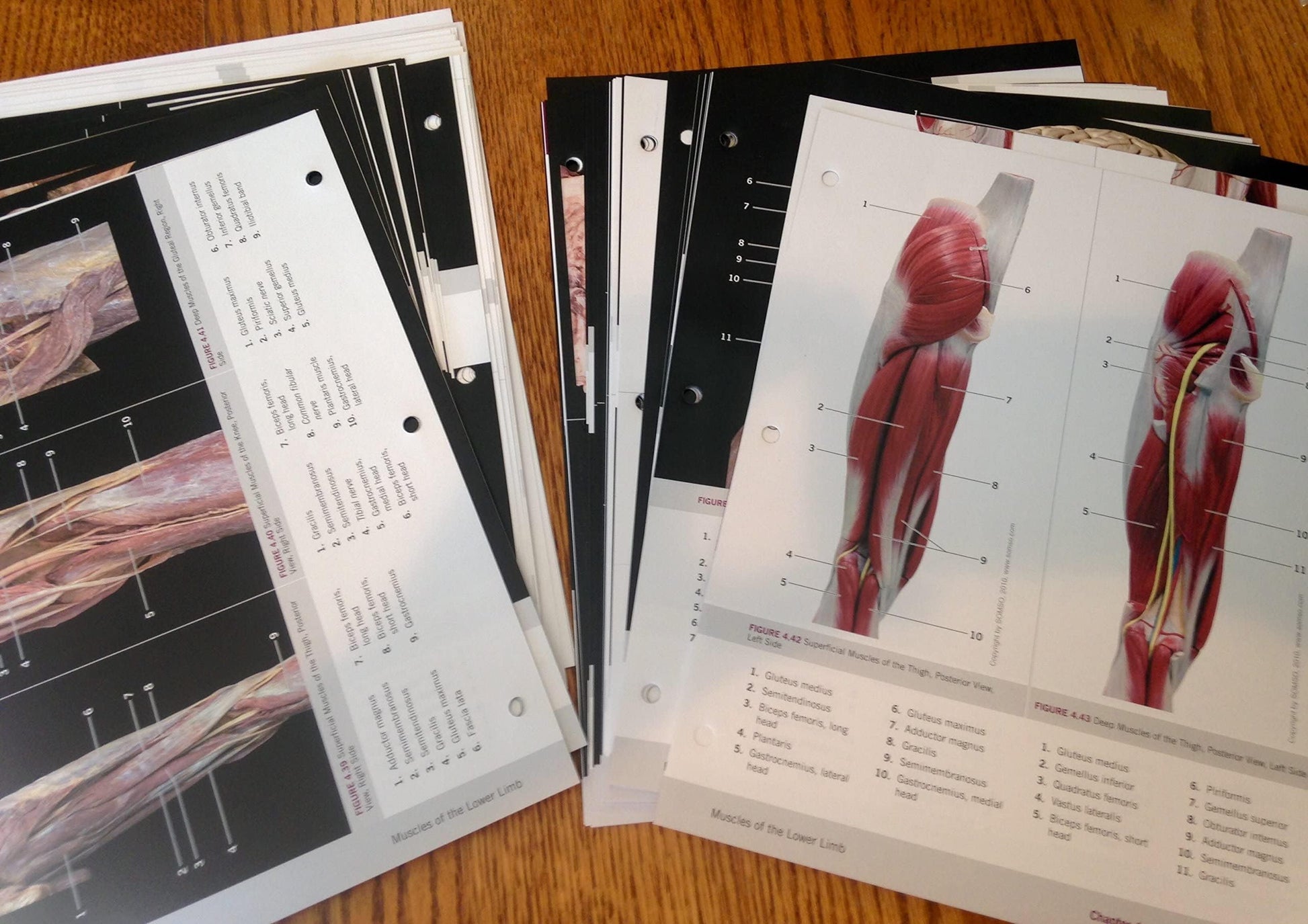 Photographic Atlas for Anatomy & Physiology, A