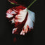 The Twilight Saga Complete Collection by Meyer, Stephenie