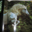 Unicorns I Have Known by Vavra, Robert