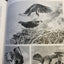Ospreys: A Natural and Unnatural History