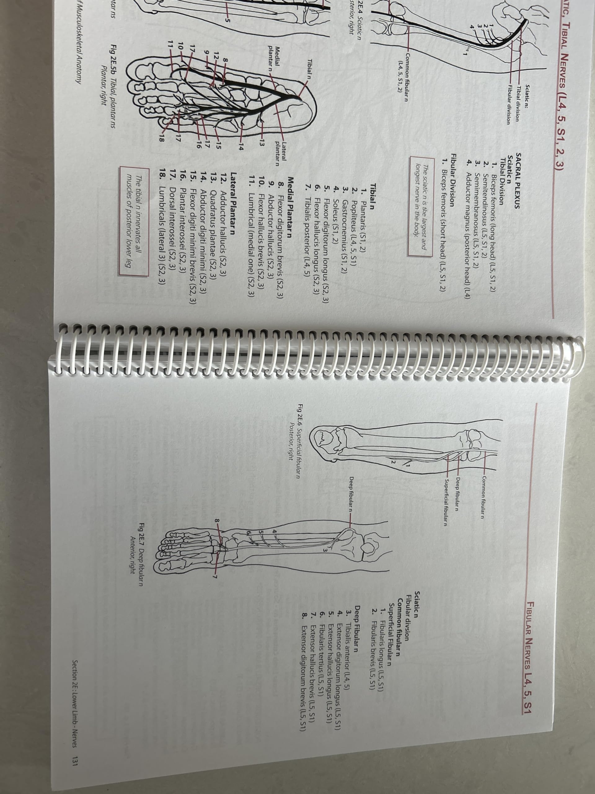 Illustated Essentials of Musculoskeletal Anatomy