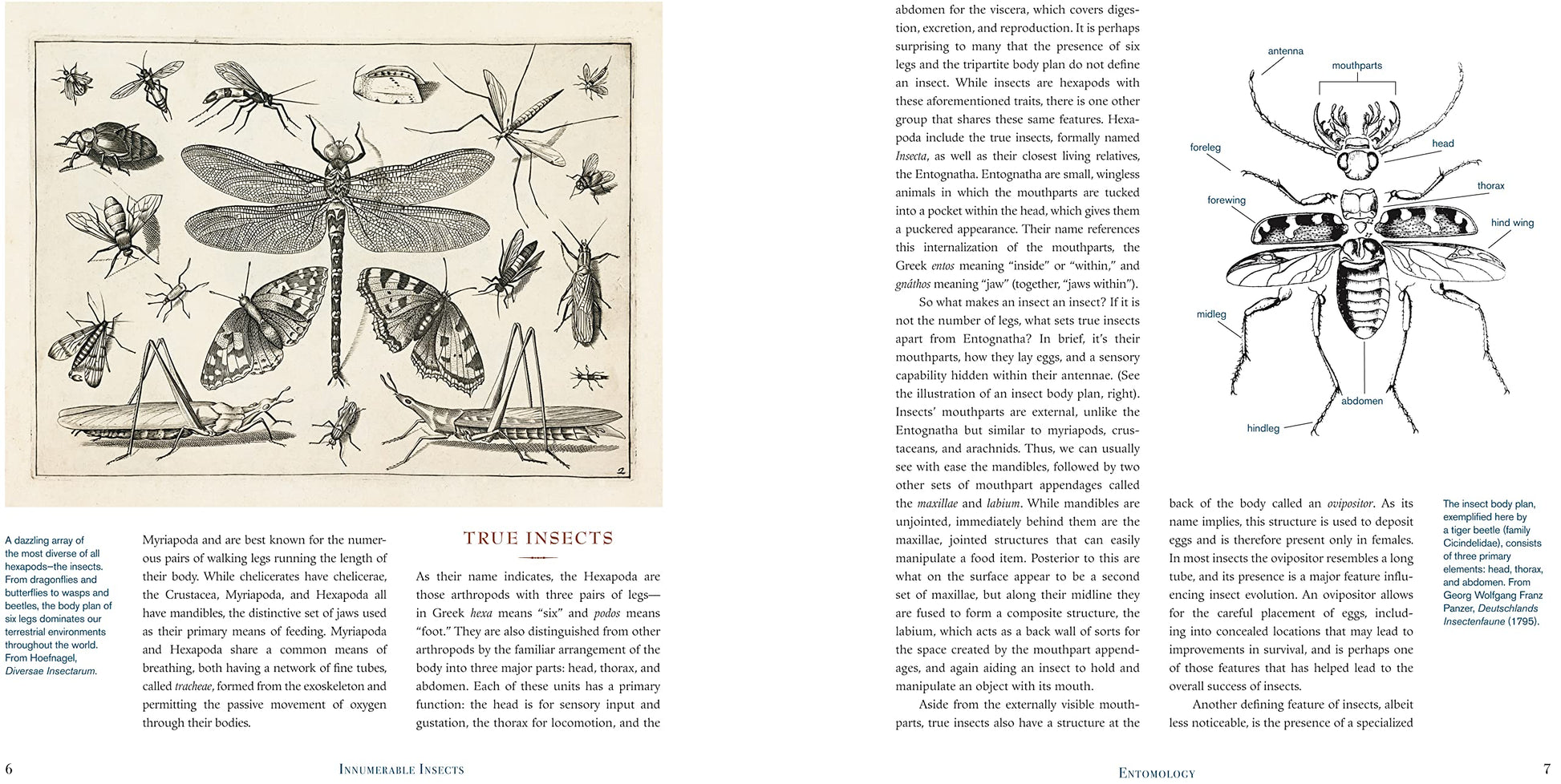 Innumerable Insects: The Story of the Most Diverse and Myriad Animals on Earth (Natural Histories)