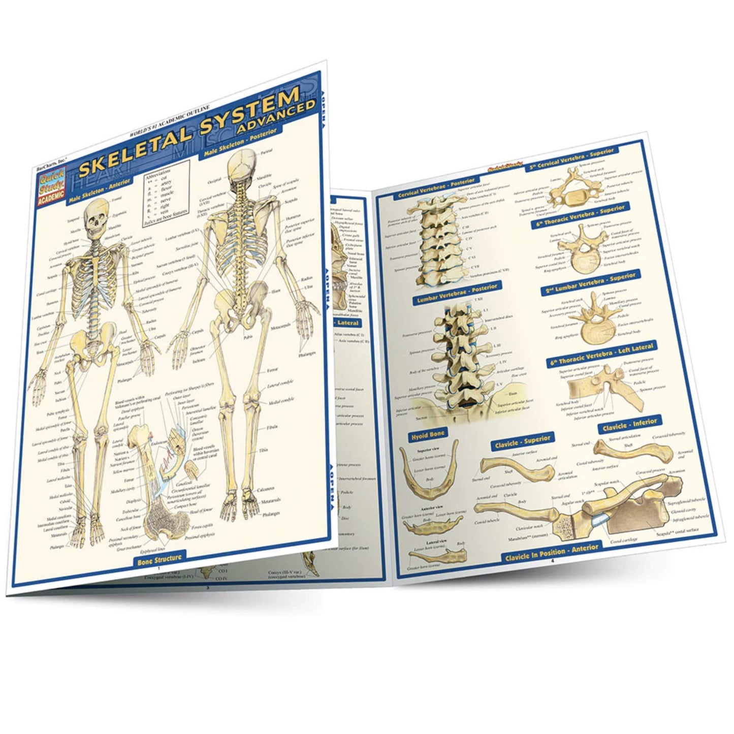 Skeletal System: Advanced (Quick Study Academic)