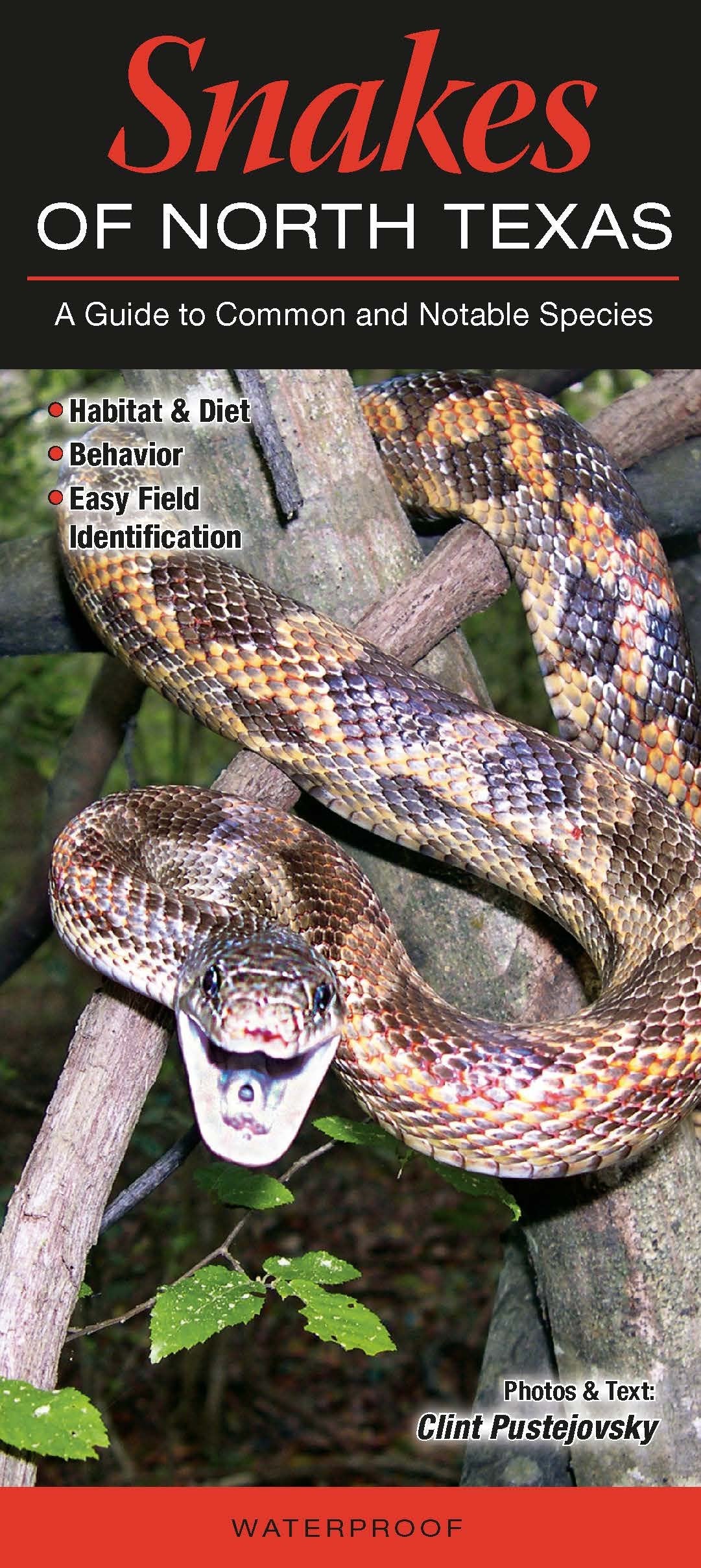Snakes of North Texas: A Guide to Common & Notable Species