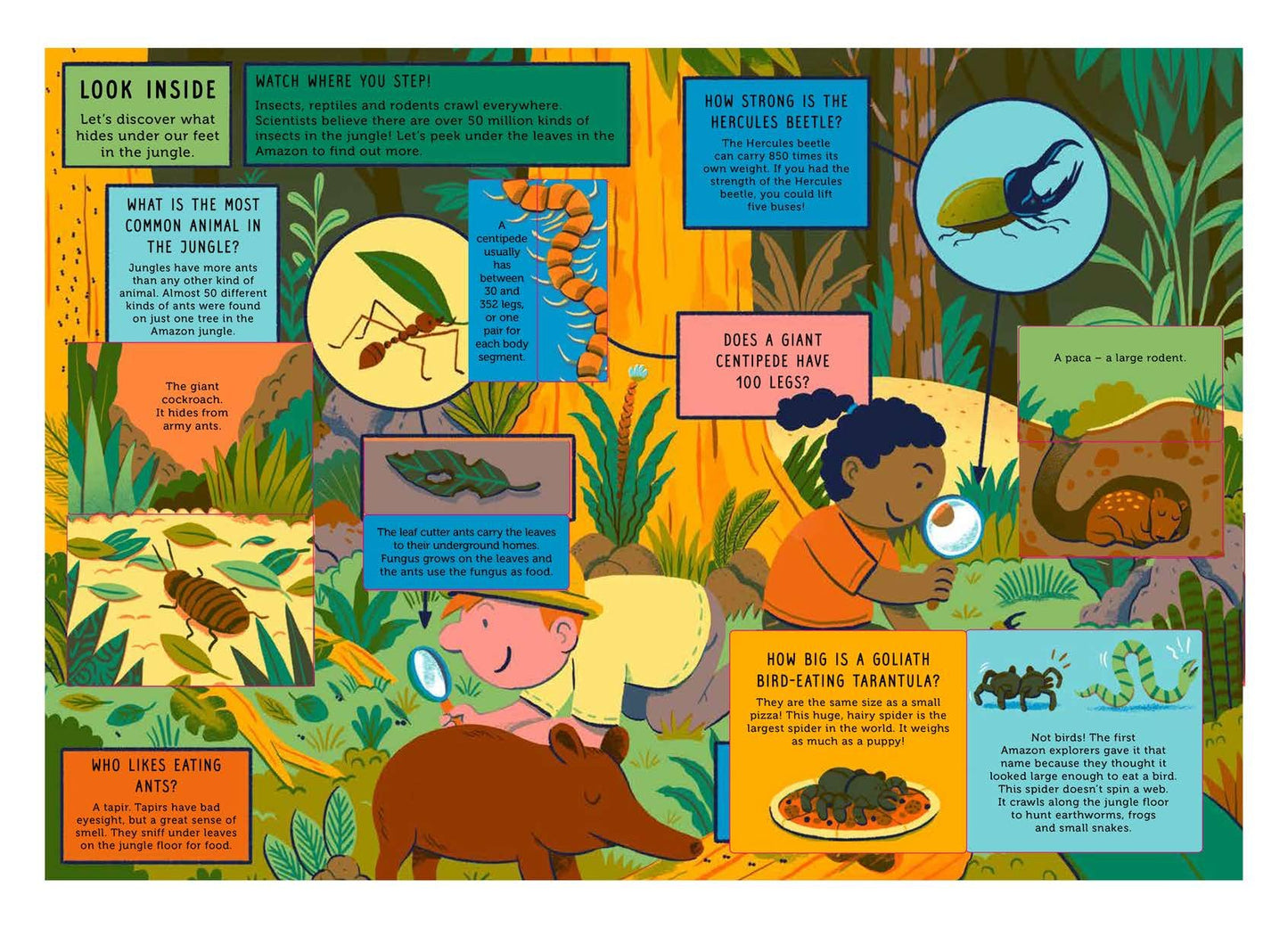 Life on Earth: Jungle: With 100 Questions and 70 Lift-flaps!