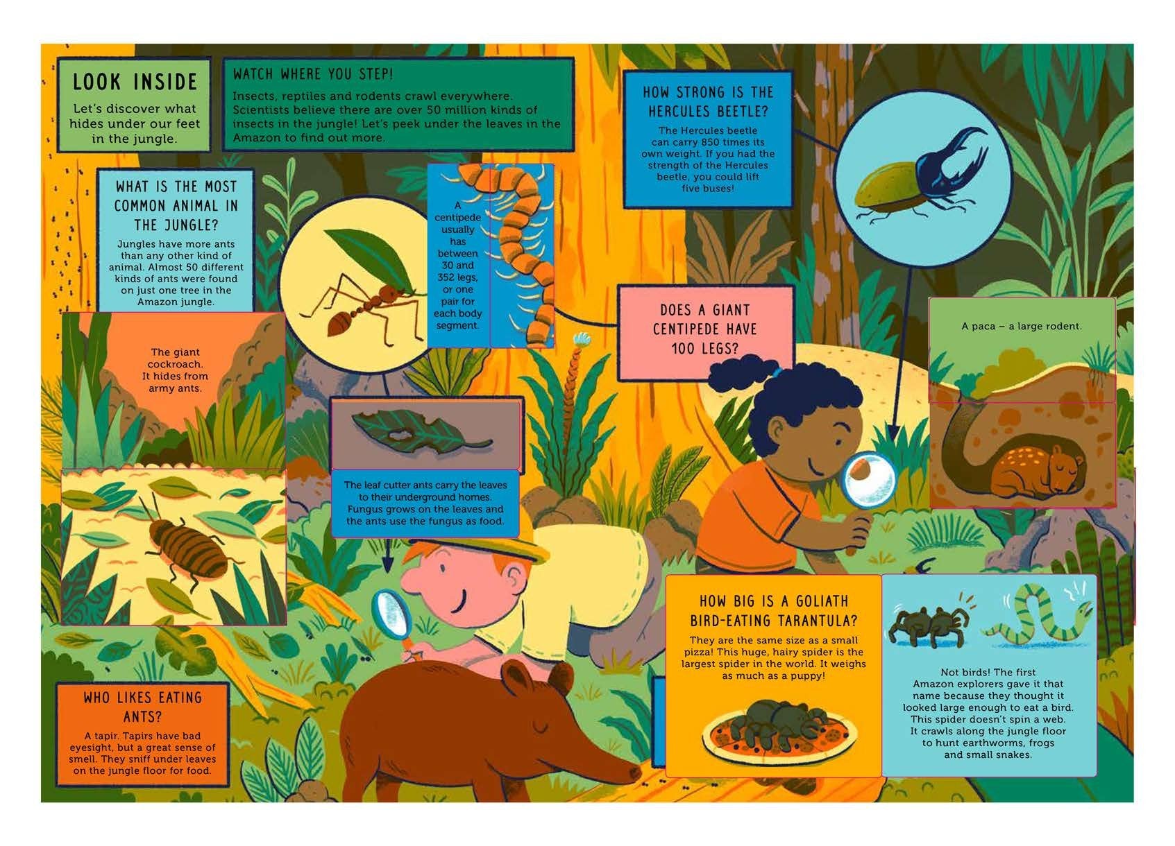 Life on Earth: Jungle: With 100 Questions and 70 Lift-flaps!
