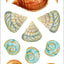 Seashells Sticker Set (over 100 stickers)