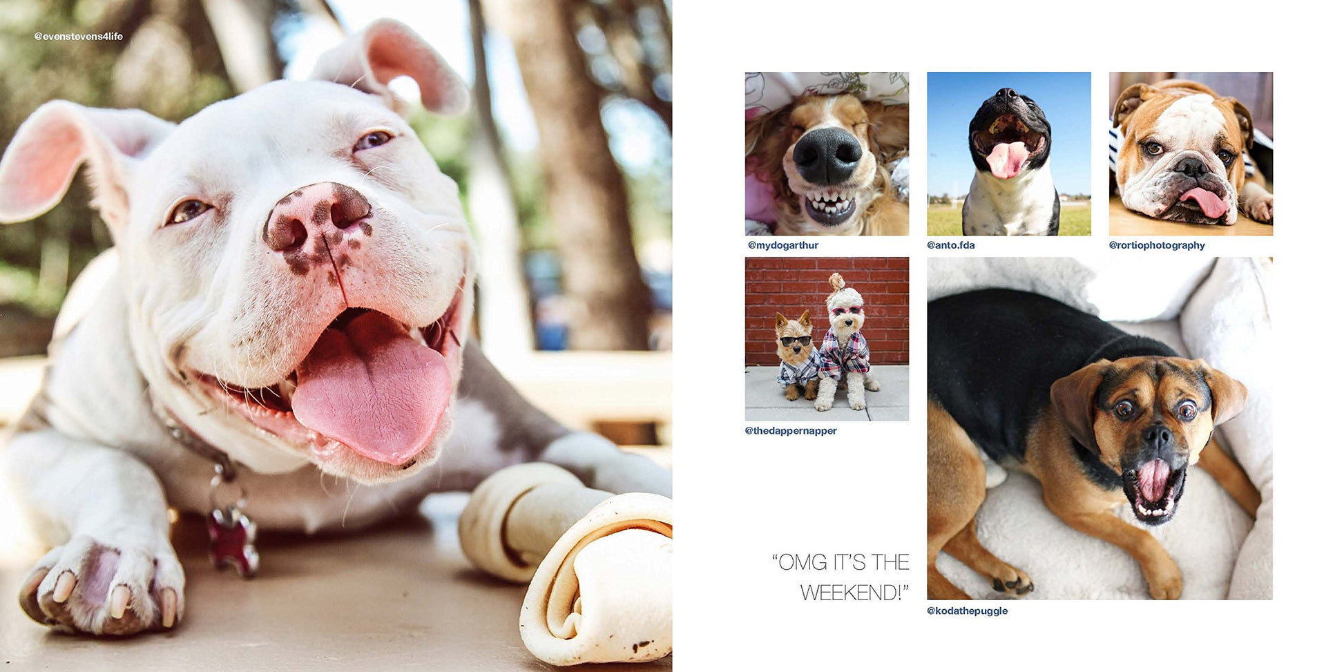 Dogs on Instagram