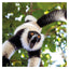 2025 Comedy Wildlife Photography Awards Wall calendar: Plastic Free Packaging