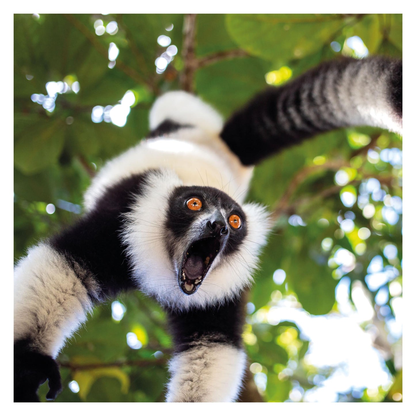 2025 Comedy Wildlife Photography Awards Wall calendar: Plastic Free Packaging