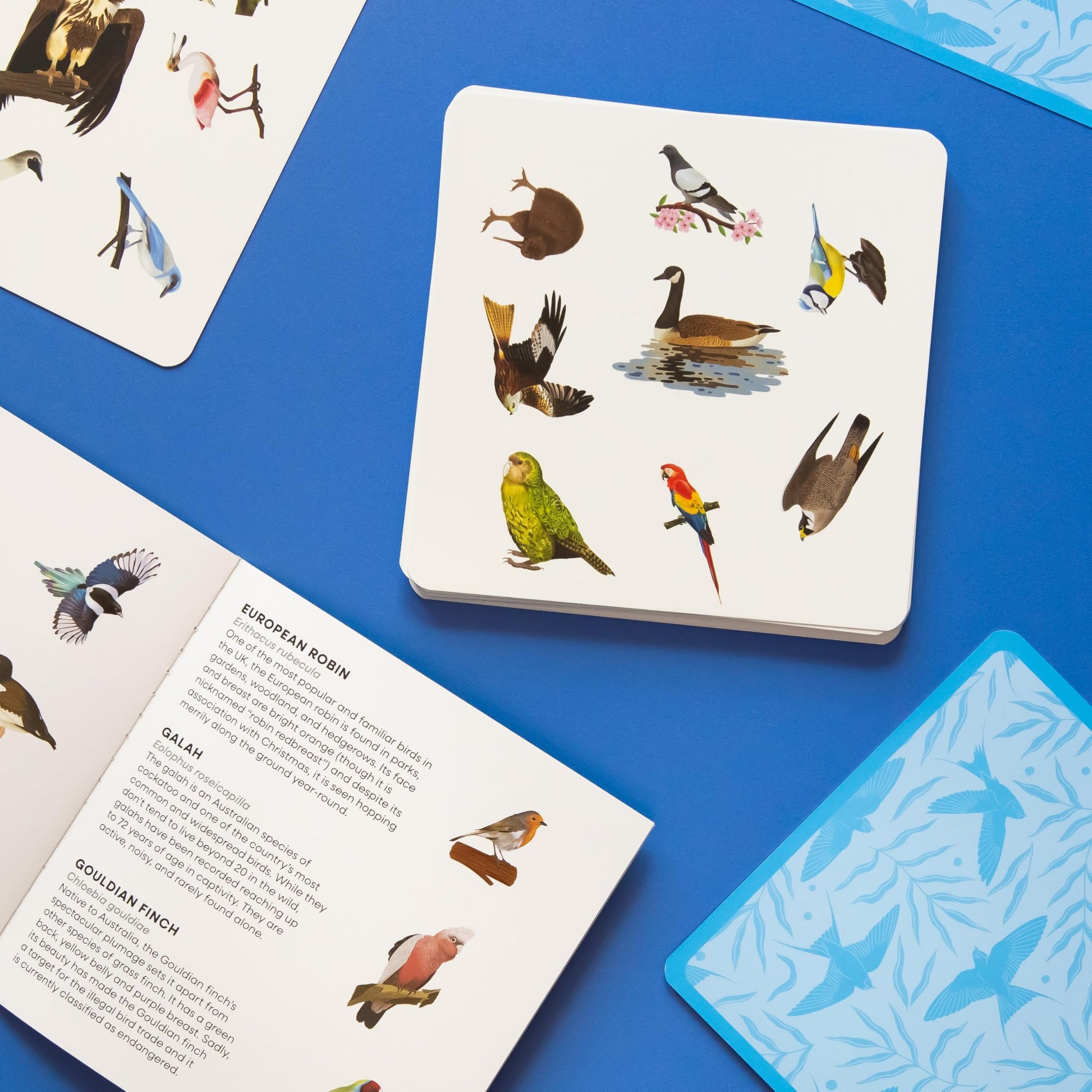 Bird Spotter: Race to be first to find the matching birds - A spotting game for all the family