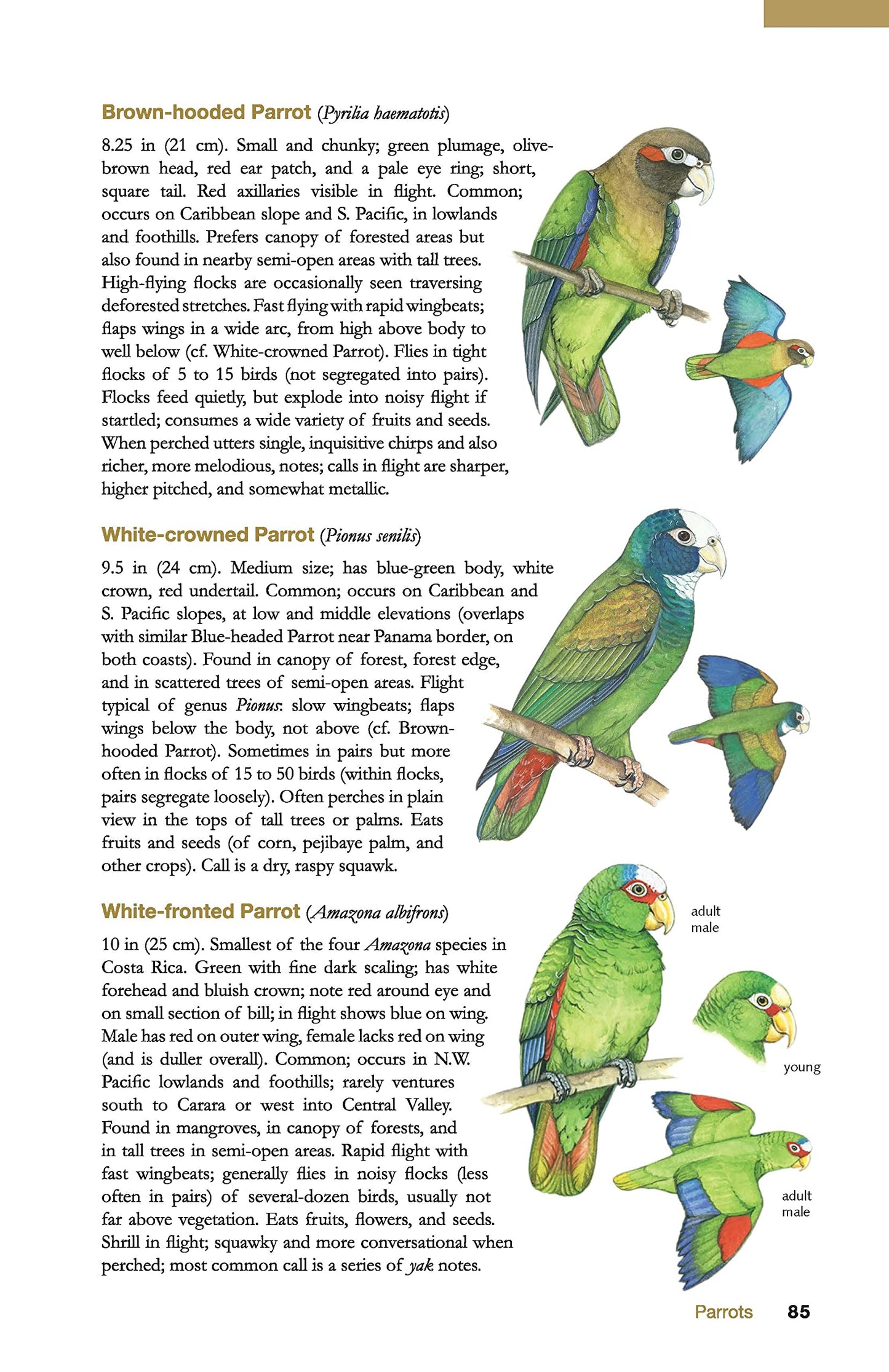 The Wildlife of Costa Rica: A Field Guide (Zona Tropical Pub)