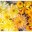 Dahlias: Inspiration, Cultivation and Care for 222 Varieties