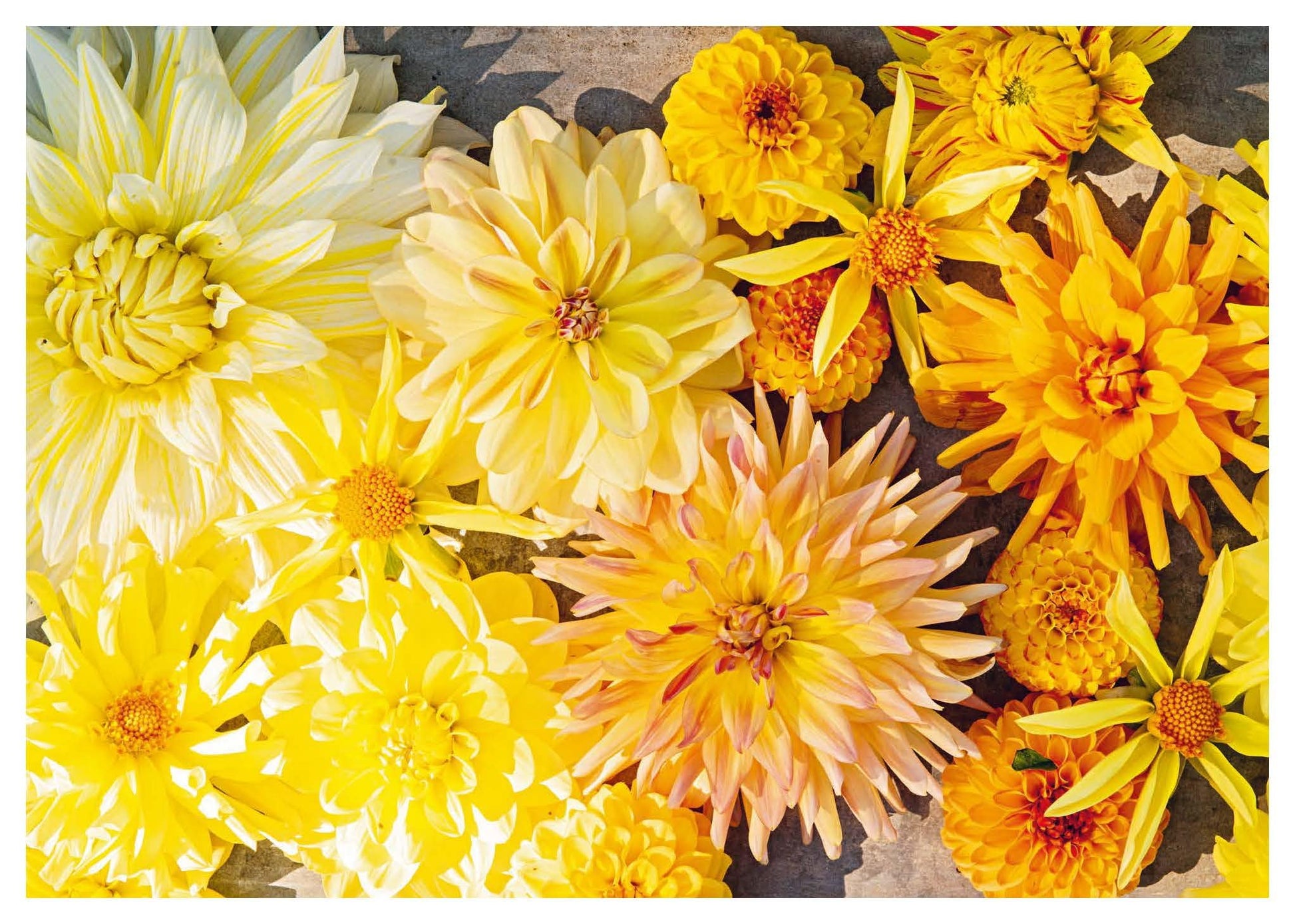 Dahlias: Inspiration, Cultivation and Care for 222 Varieties