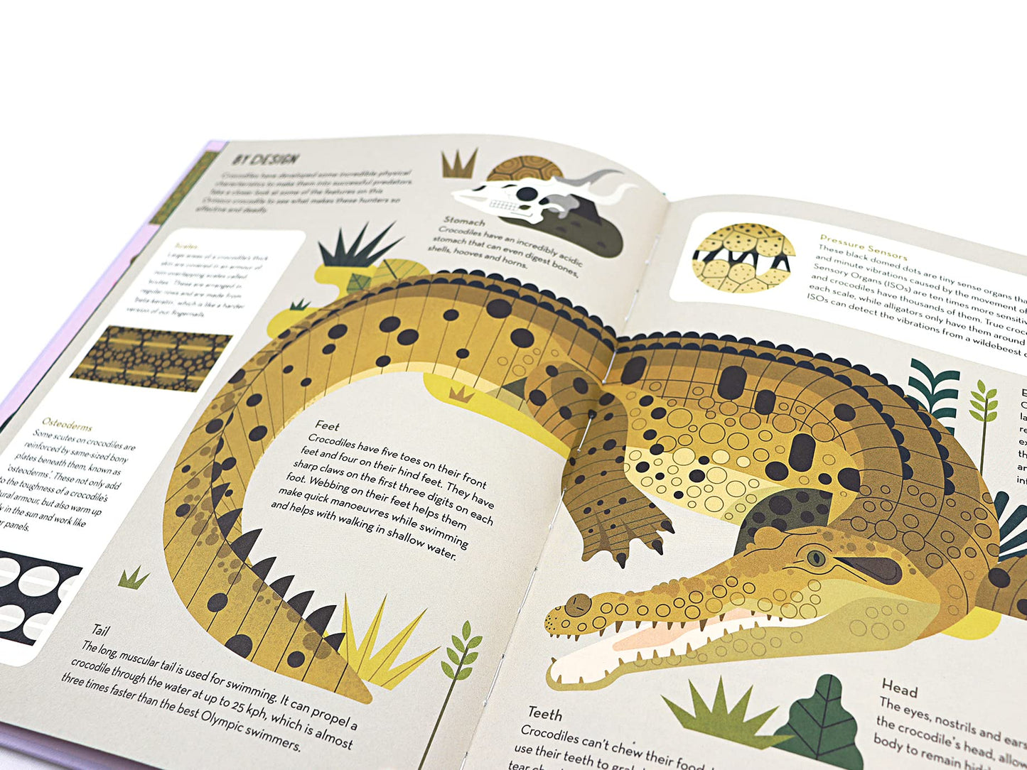 Curious About Crocodiles (About Animals)