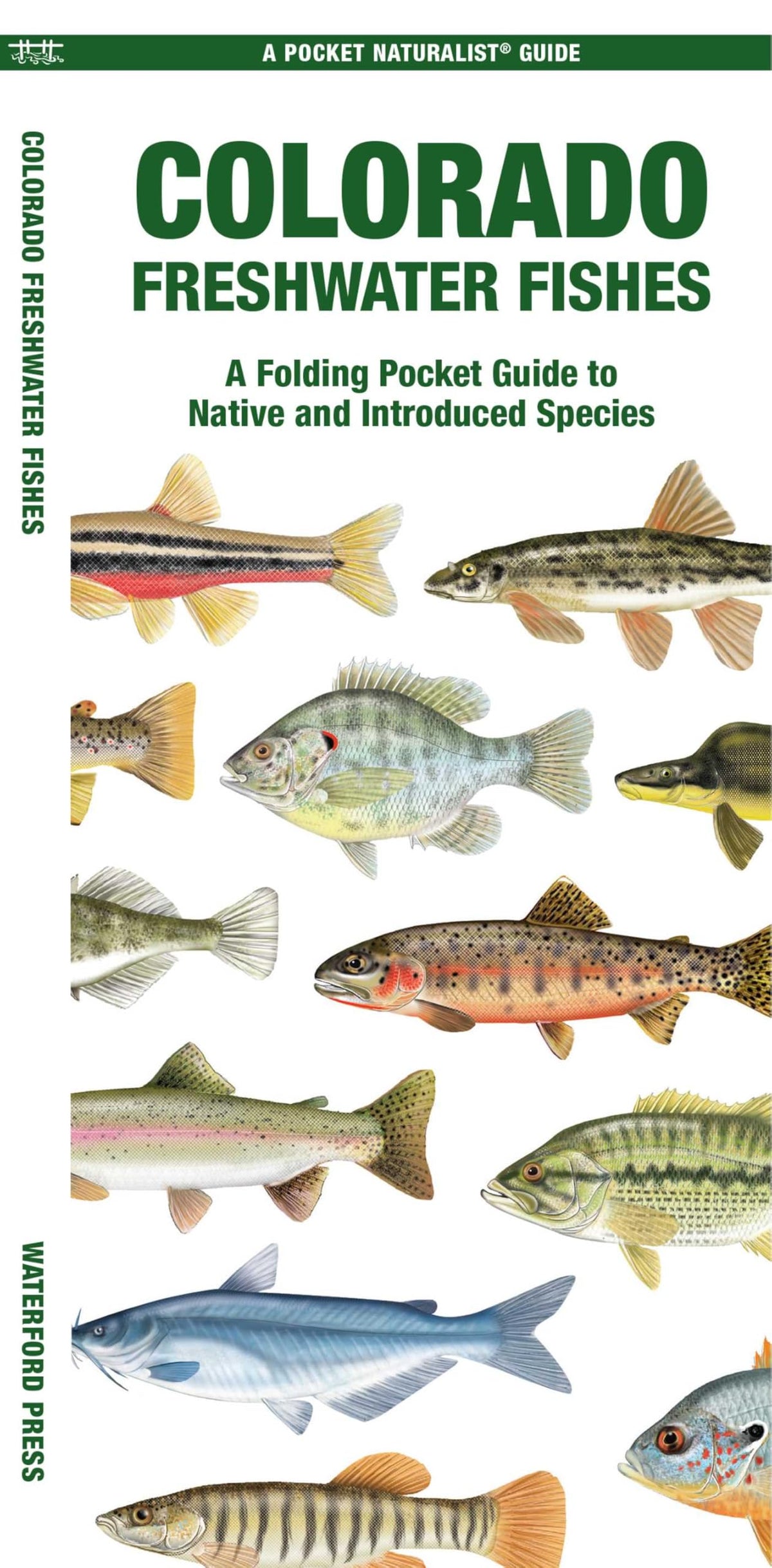 Colorado Freshwater Fishes: A Folding Pocket Guide to Native and Introduced Species (Nature Observation North America)