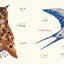 Birds (Multilingual Board Book) (Words of the World Series)