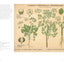 The Art of Botanical Painting: Iconic botanical wall charts from the golden age of scientific discovery