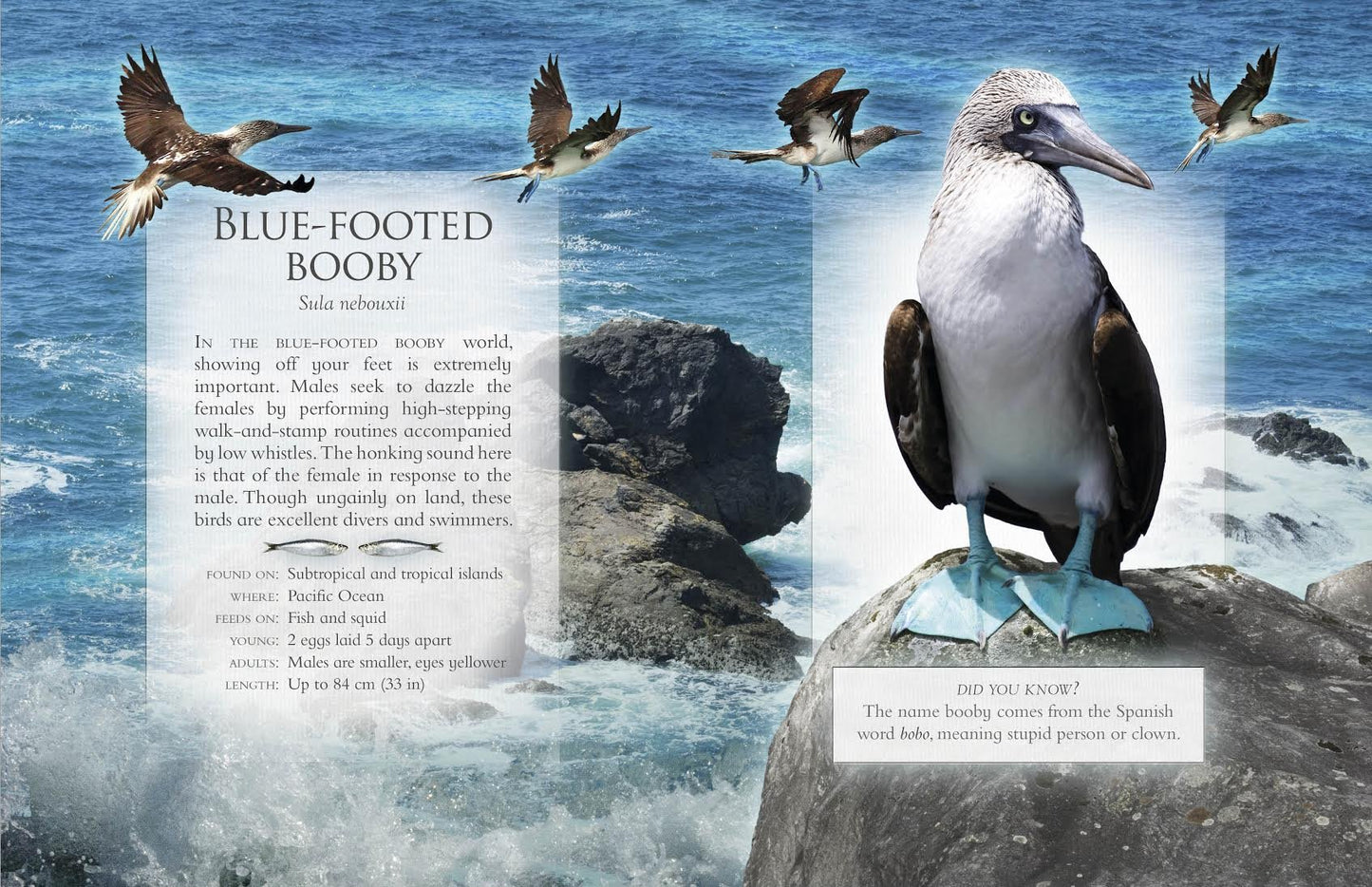 Little Book Of Ocean Animal Sounds by Caz Buckingham