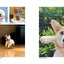 Dogs on Instagram