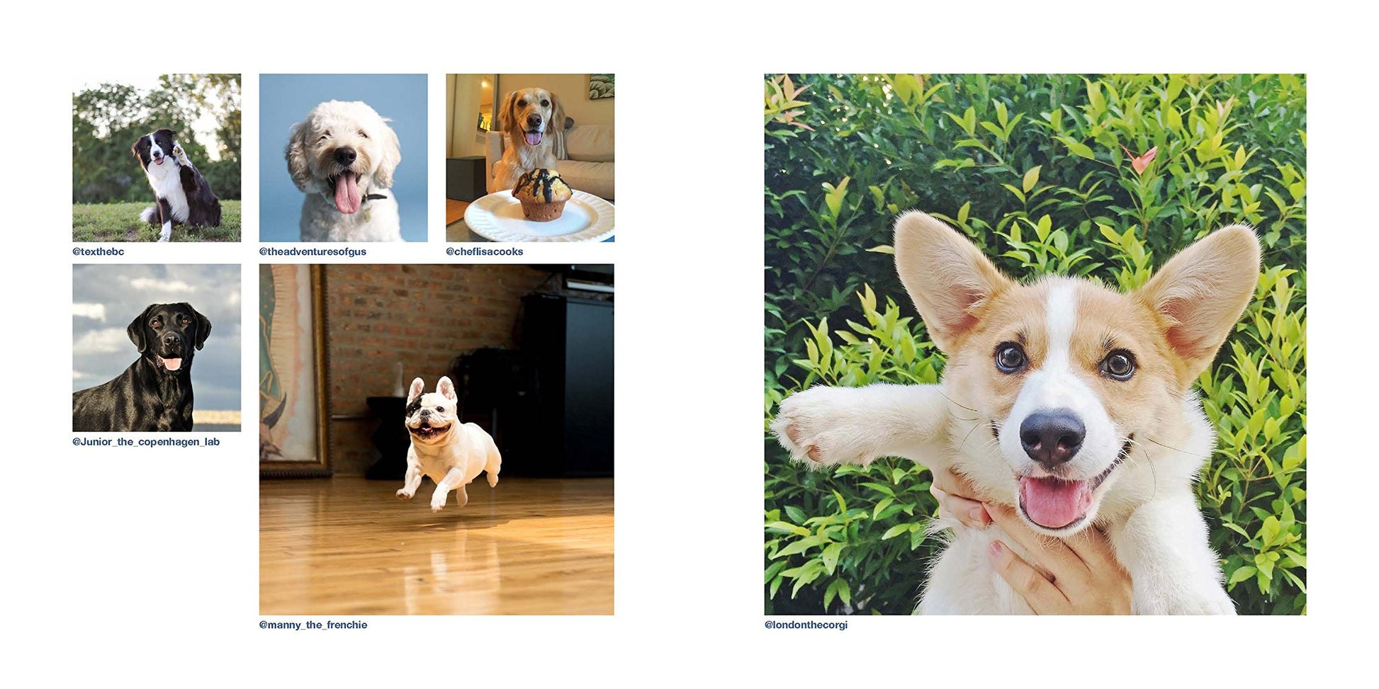 Dogs on Instagram