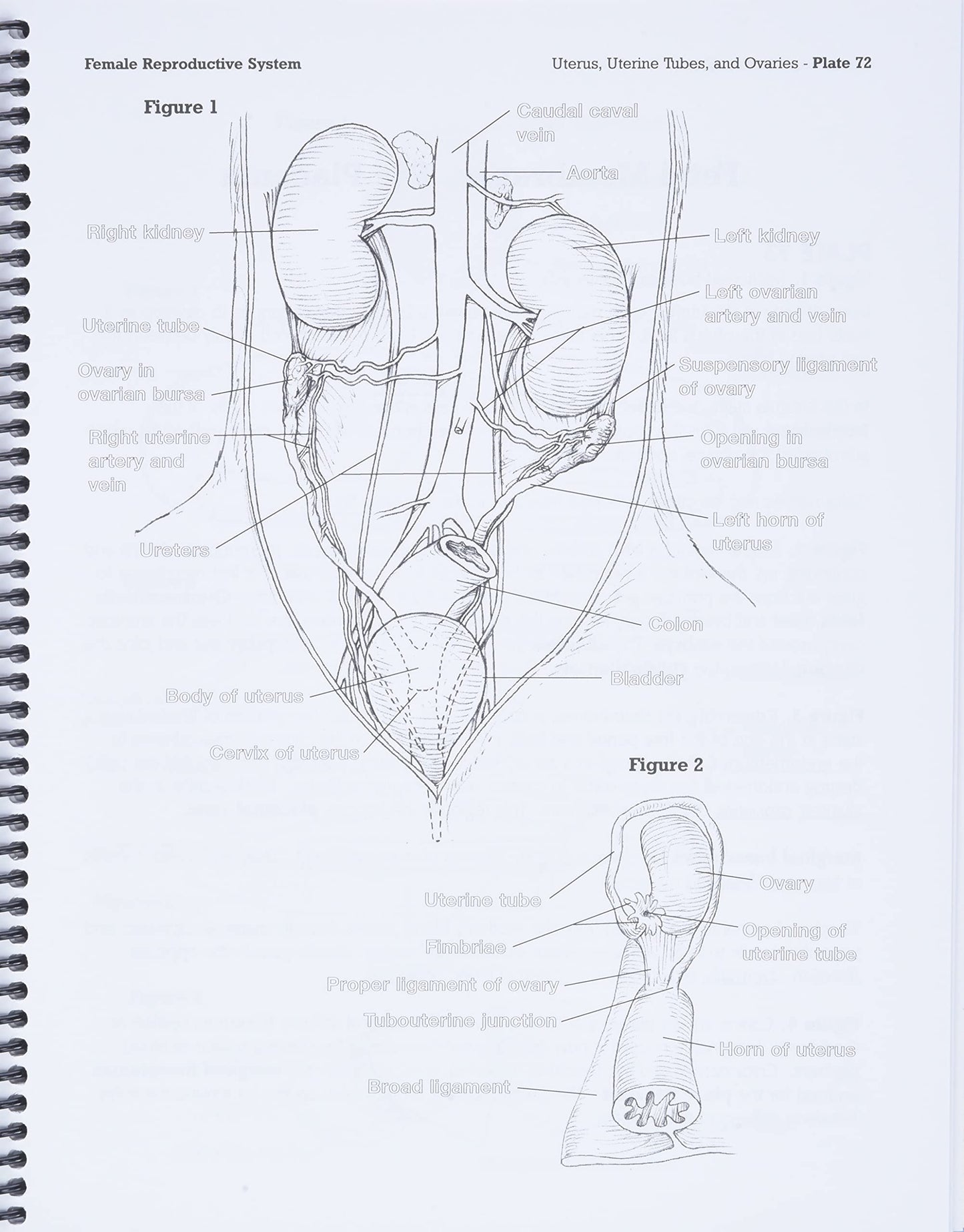 Dog Anatomy: A Coloring Atlas by Robert Kainer