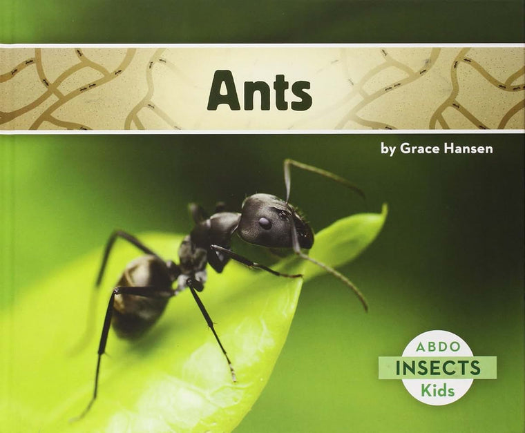 Ants (Insects)