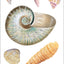 Seashells Sticker Set (over 100 stickers)
