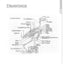 Illustrated Bald Eagle: The Ultimate Reference Guide for Bird Lovers, Woodcarvers, and Artists (Fox Chapel Publishing) Detailed Drawings & Measurements (Denny Rogers Visual Reference)