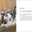 Understanding Cat Behavior: A Compassionate Guide to Training and Communication
