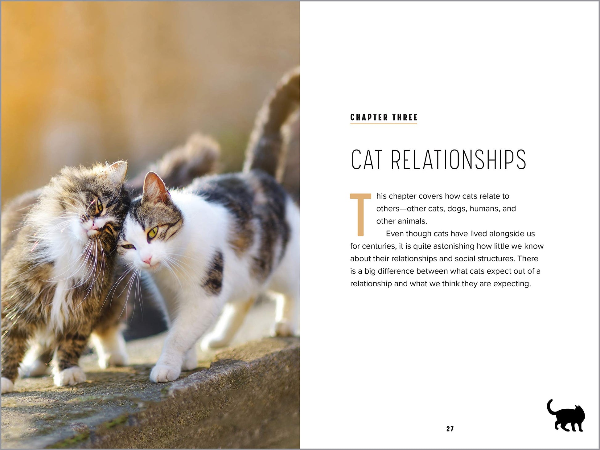 Understanding Cat Behavior: A Compassionate Guide to Training and Communication