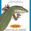 Green Anoles: From the Experts at Advanced Vivarium Systems (CompanionHouse Books)