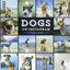 Dogs on Instagram