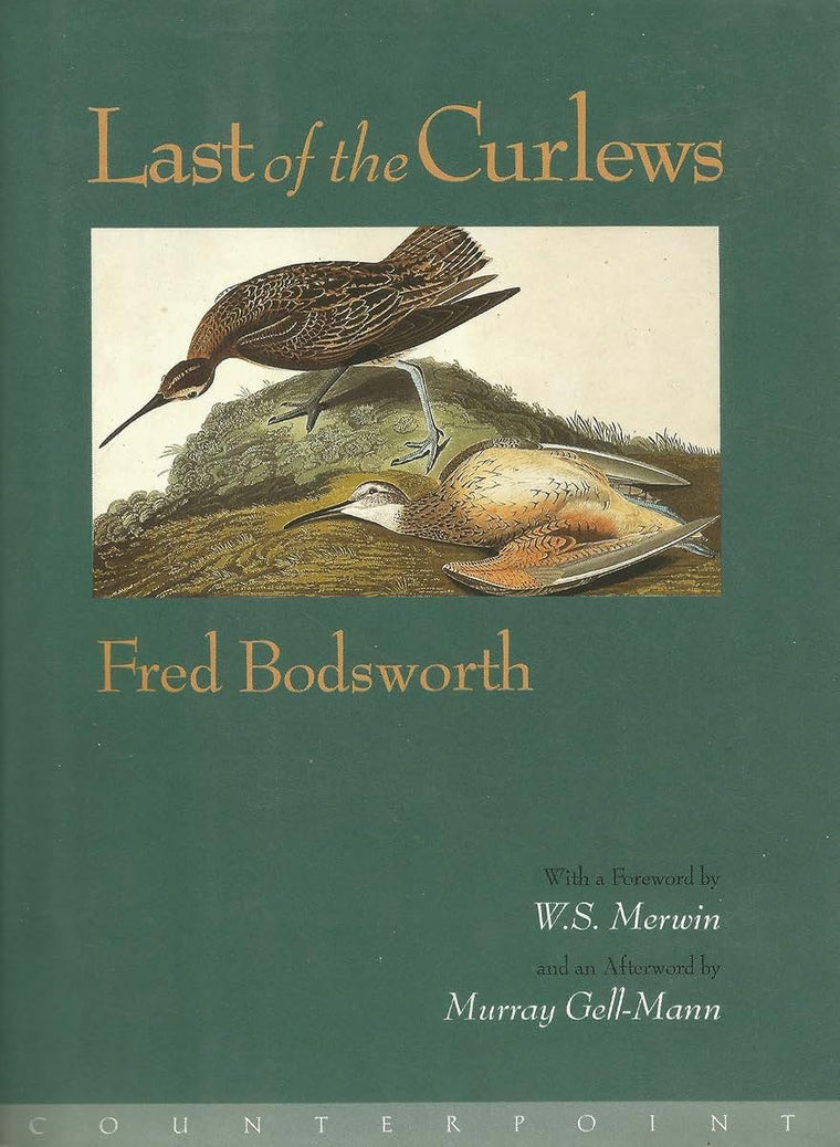 Last of the Curlews