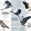 Eyewitness Bird (DK Eyewitness)