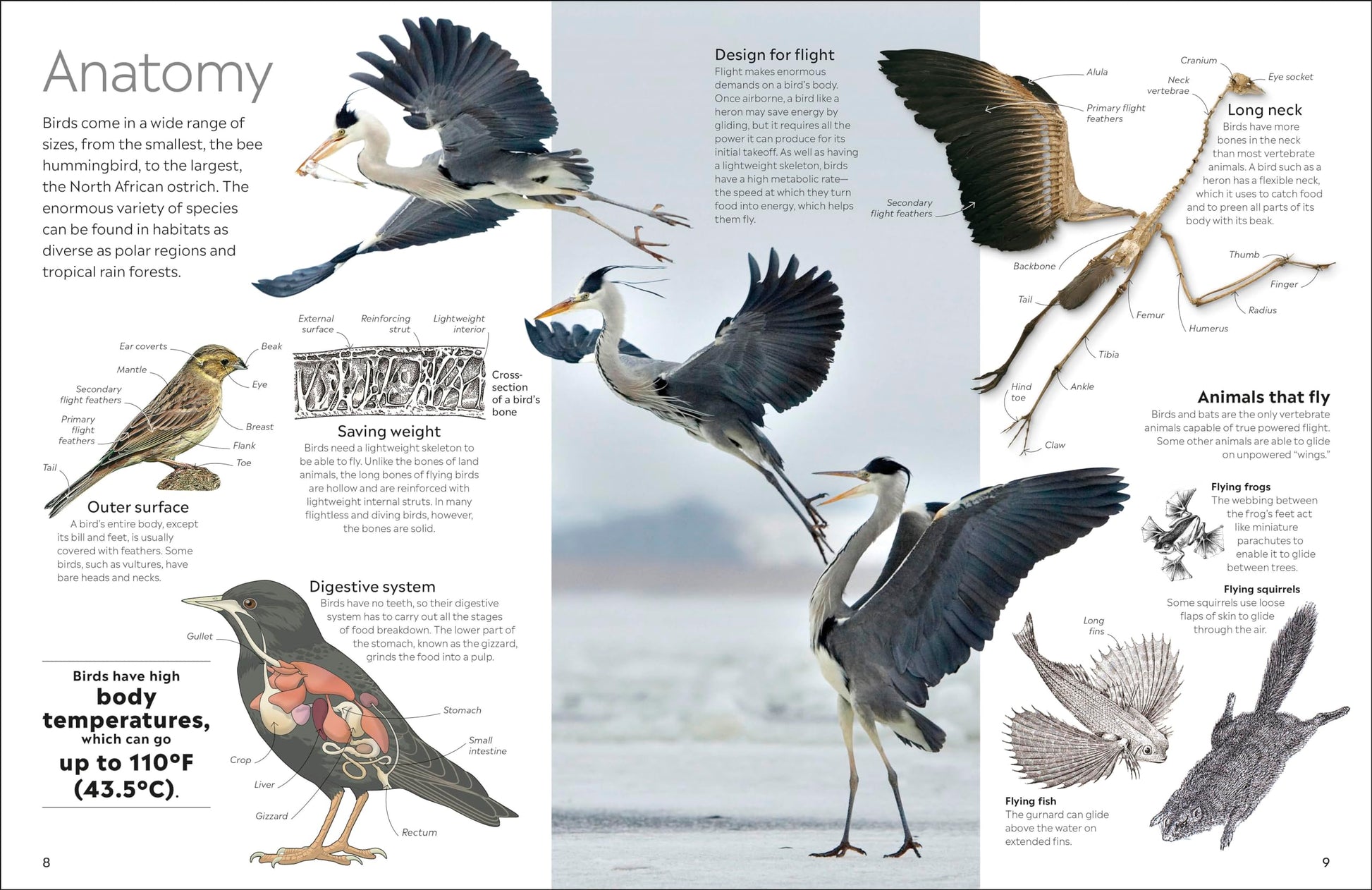 Eyewitness Bird (DK Eyewitness)