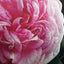 The Art of Gardening With Roses
