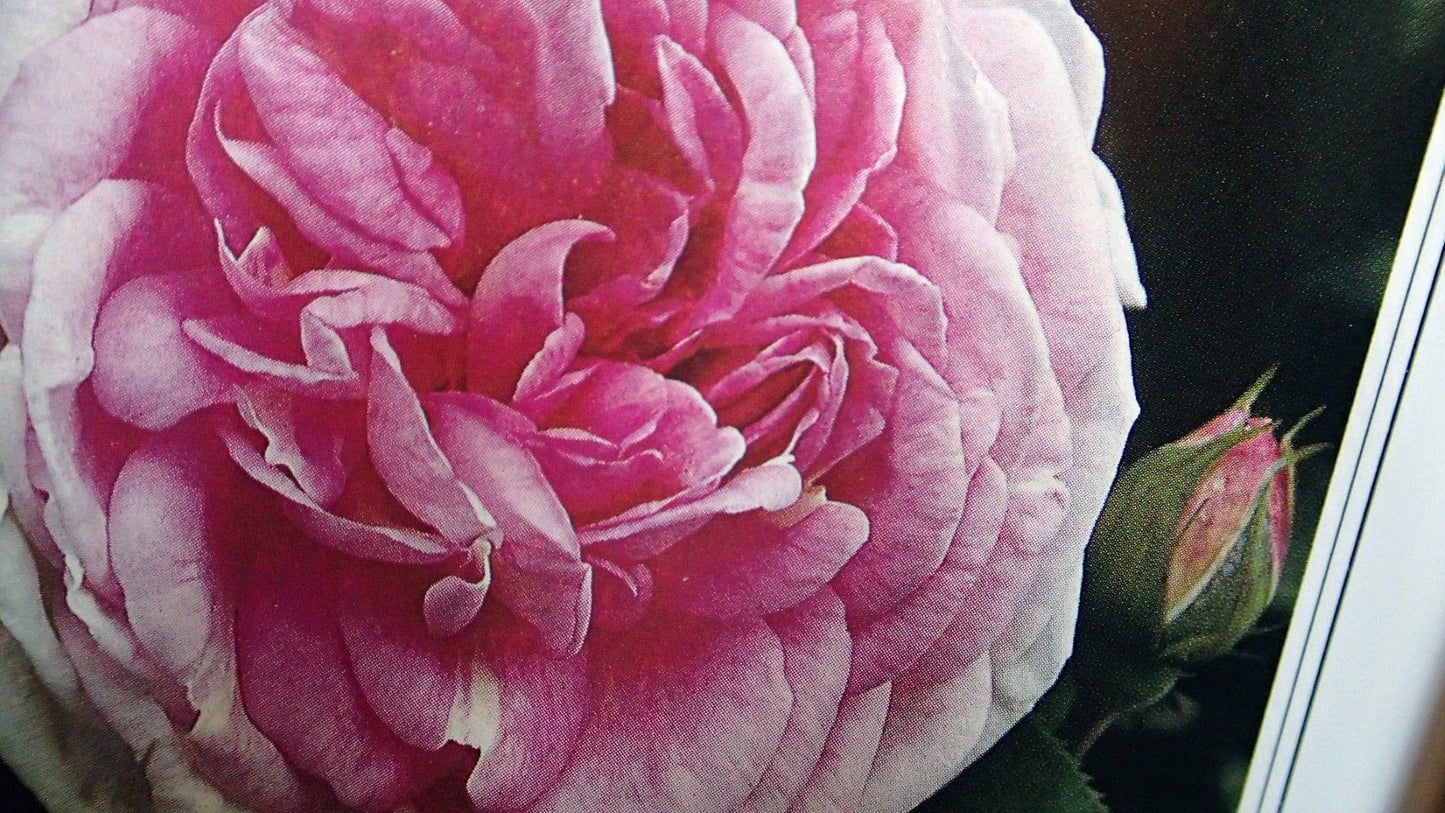 The Art of Gardening With Roses
