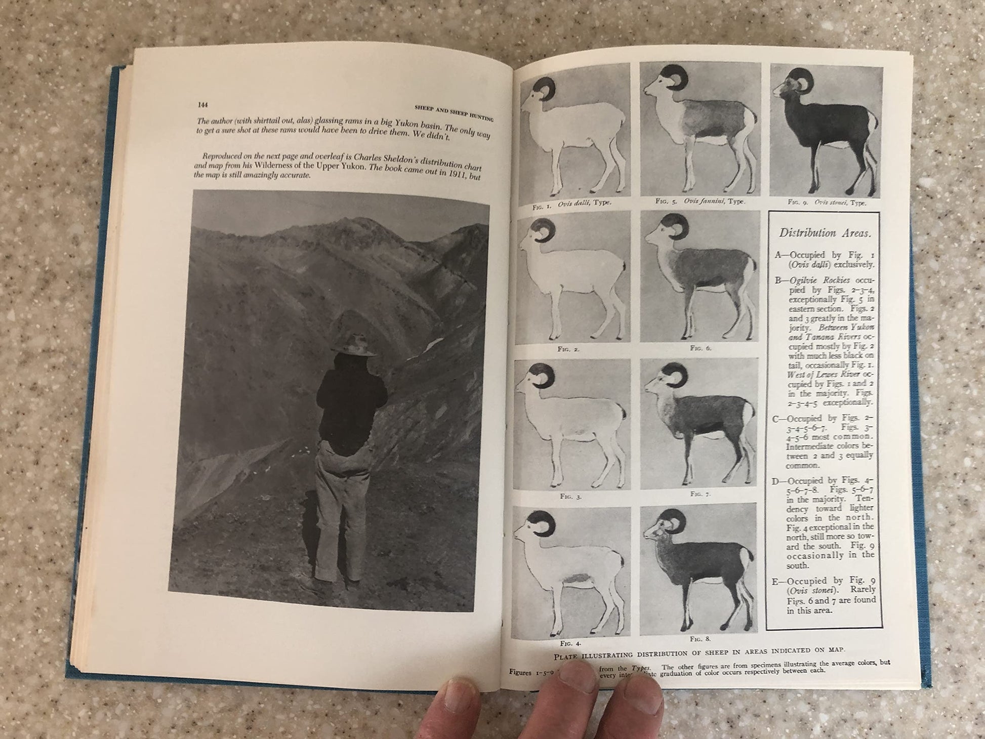 Sheep and Sheep Hunting: The Definitive Book on Wild Sheep
