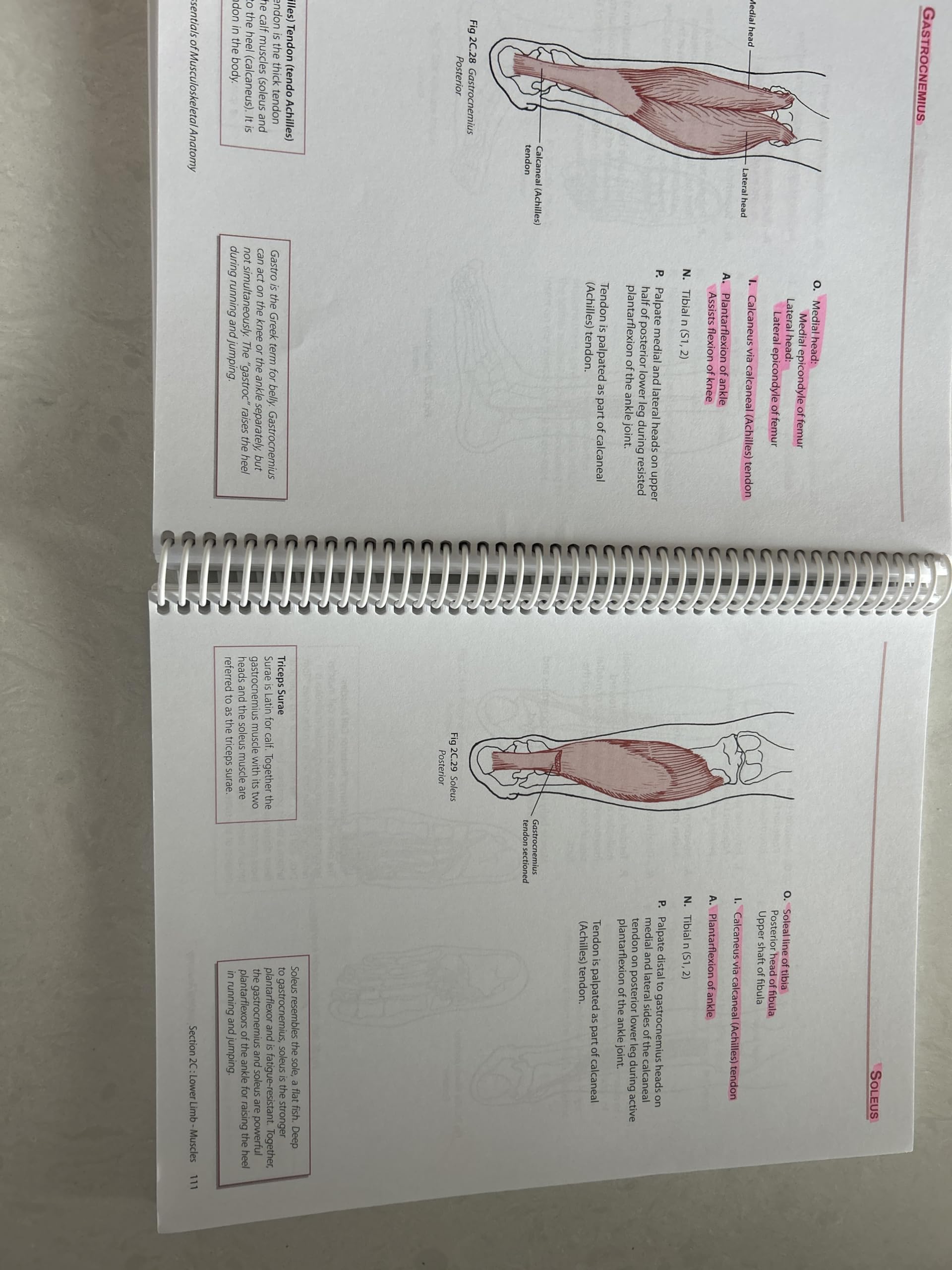 Illustated Essentials of Musculoskeletal Anatomy