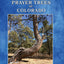 Native American Prayer Trees of Colorado