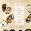 A Geography of Oysters: The Connoisseur's Guide to Oyster Eating in North America